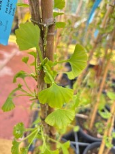Ginkgo biloba ‘Blagon’ / Maidenhair Tree, Peat Free, 3Ltr 75-100cm