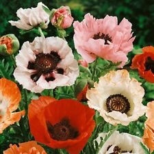 250 POPPY PAPAVER ORIENTAL HYBRID MIX SEEDS - MIXED COLOUR POPPIES - 250 SEEDS