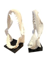Shark Skull Model Great White Replica Plastic with stand