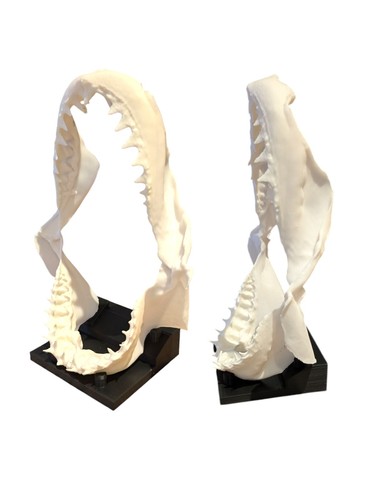 Shark skull model - skull, great