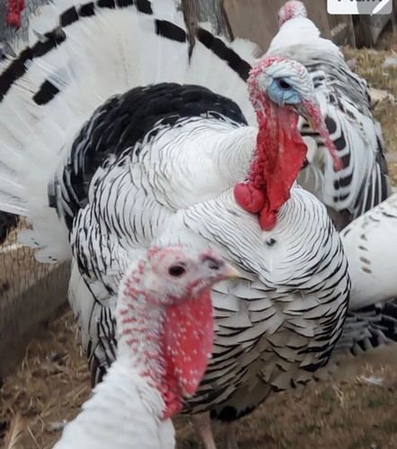 Royal palm turkey - palm,