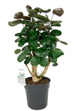 Polyscias Fabian Established