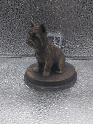 Yorkshire terrier dog - yorkshire, bust
