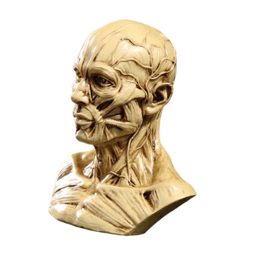 Human anatomical anatomy - anatomical,