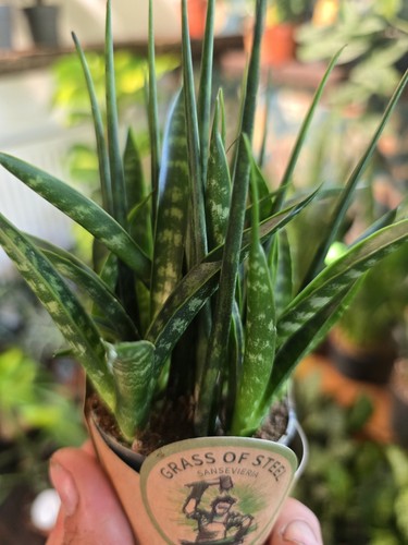 Beautiful sansevieria fernwood - sansevieria,