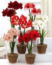 Amaryllis in 13cm Pot