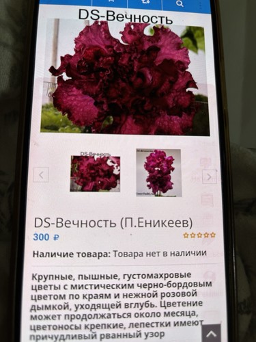 Streptocarpus eternity plug - streptocarpus, ds