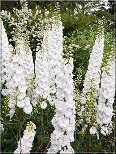 Delphinium white galahad - white, 'galahad'