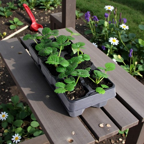 Strawberry fruit plant - fruit, 6