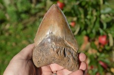 PATHOLOGICAL 5.2"  GENUINE  MEGALODON SHARK TOOTH, BEST VALUE MEGS ,U.K #11