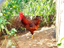 12 Purebred Rhode Island Red