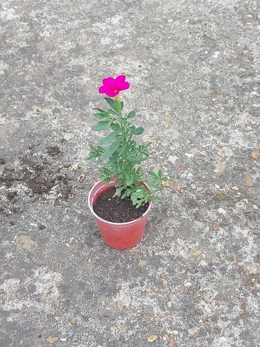 Trailing petunia plant - trailing,