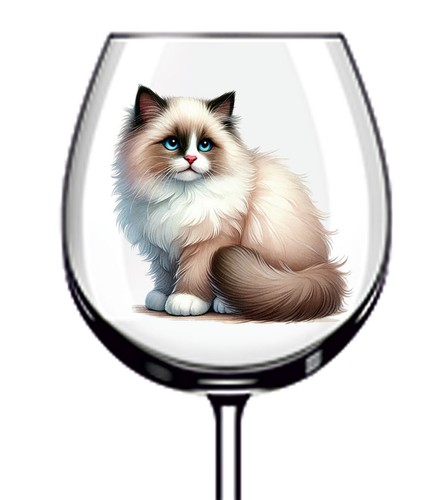 12x ragdoll cat - ragdoll,