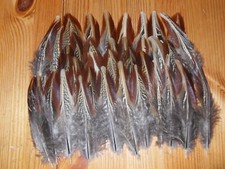 50 LARGE COCK PHEASANT OUTER WING  FEATHERS.5" FLY TYING .ART&CRAFT,JEWELLERY 
