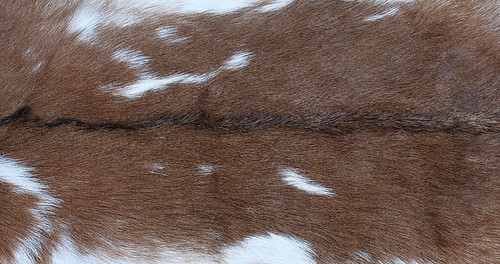 Genuine goat hide hair - goat, on