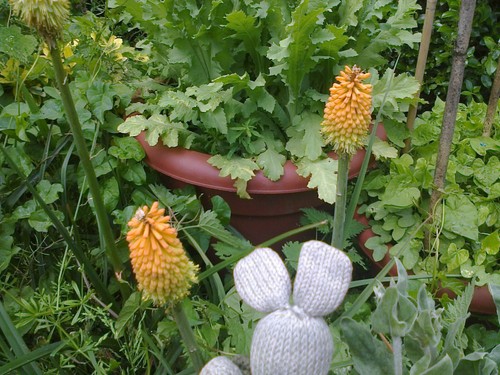One red hot poker plant - one,