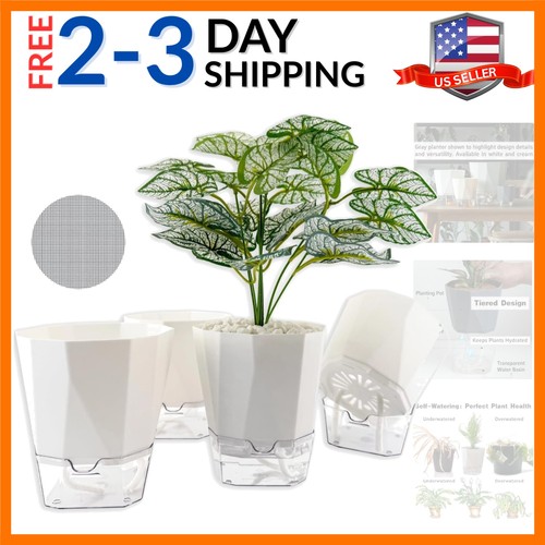 Packs self watering plant - packs,