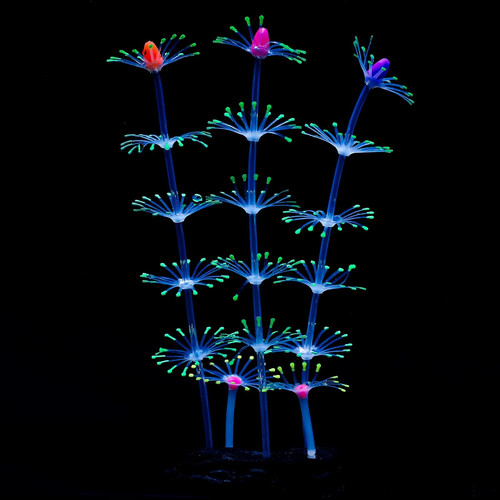 Strip coral plant - plant, ornament