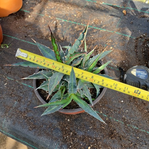 Agave lophantha inch multi - lophantha,
