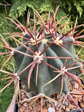 One only ferocactus emoryi - one,