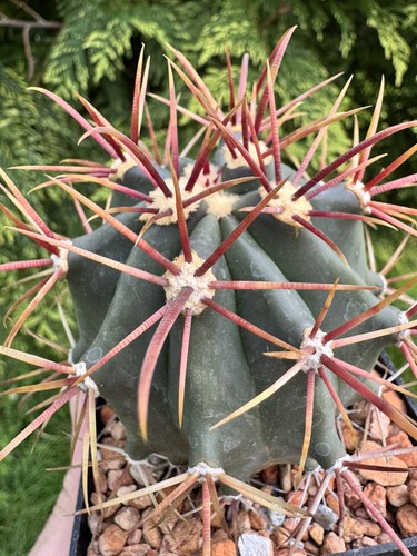 One only ferocactus - only!,