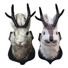 The Latest Legend Of Antlers