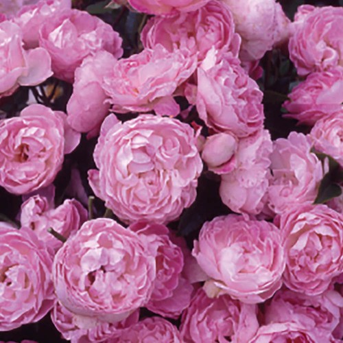 Patio bush rose - mary's,