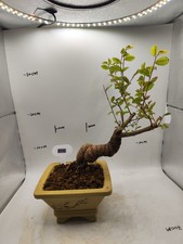 Chinese Elm 