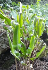 HART"S TONGUE FERN PLANT -