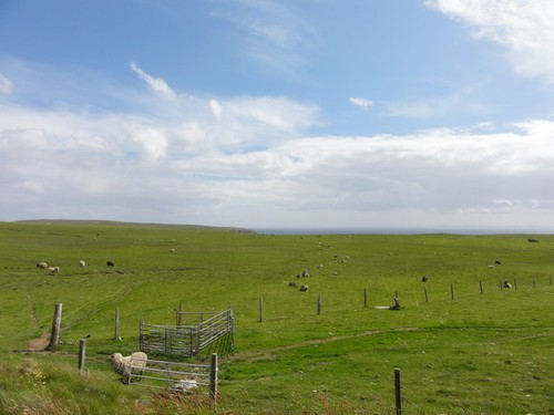 Photo 6x4 sheep gates - photo,