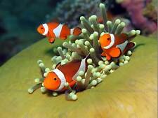 Clown Anemone Fish Marine Under Water Sea Art Print Poster Picture Bmp991B