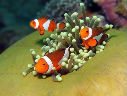 Clown anemone fish marine - anemone,