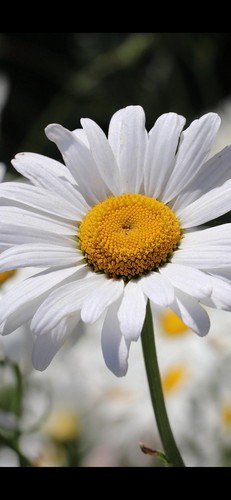 Large white daisy - large,