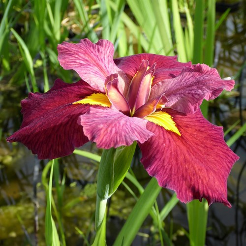 Iris louisiana ann chowning - louisiana,