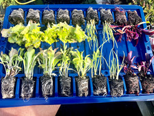 X90 Vegetable Mixed Plug