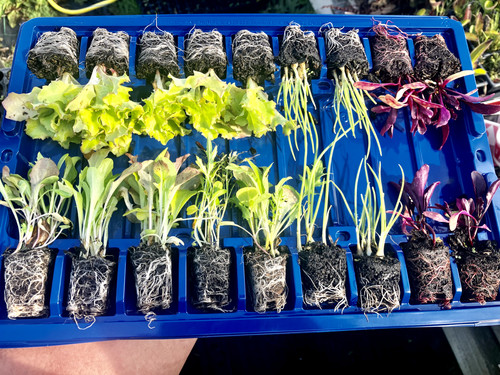Salad pack mixed - mixed, multi