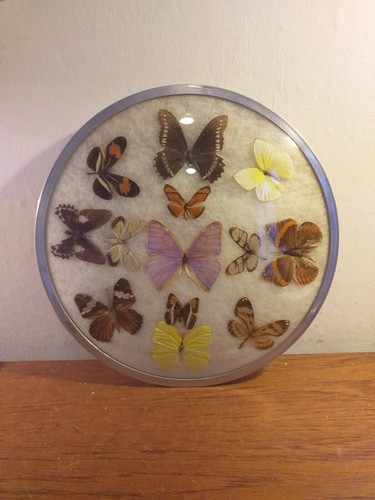 Vintage real butterfly picture - real,