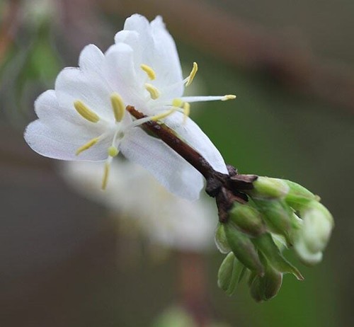 Lonicera fragrantissima winter - fragrantissima,