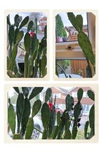 Cactus opuntia prickly pear pad Tortoises