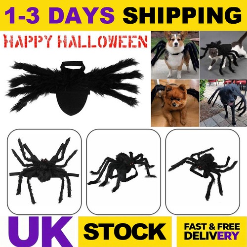 Halloween party spider pet - halloween,