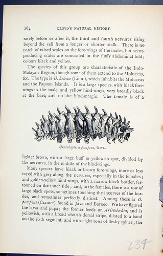 Old antique print ornithoptera - old,