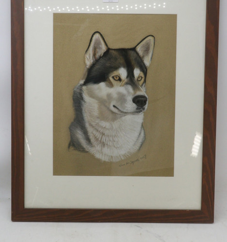 Beautiful husky dog - dog, soft