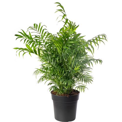 Parlour palm large indoor - parlour,