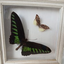 Vintage framed Butterfly