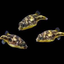 3pk + 1 FREE!!! Pea Puffer