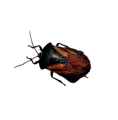 Iridescent shield bug - iridescent,
