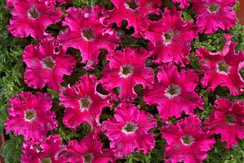 Petunia fimbriata aphrodite - fimbriata-,