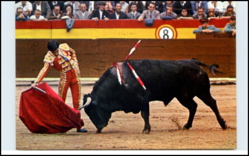 Bull fight bullfight spain - fight,