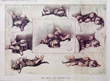 DANDIE DINMONT TERRIER DOG Art