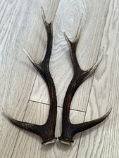 PAIR OF SIKA DEER ANTLERS
